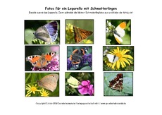 Leporello-Schmetterlinge-Fotos.pdf